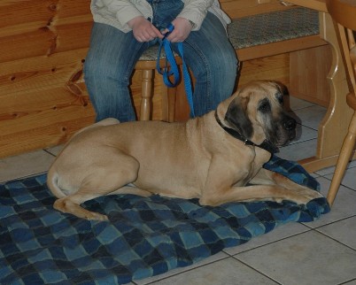 Luna, die wohl �lteste Dogge Deutschlands in Spich 01