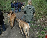Luna, die wohl �lteste Dogge Deutschlands in Spich 04
