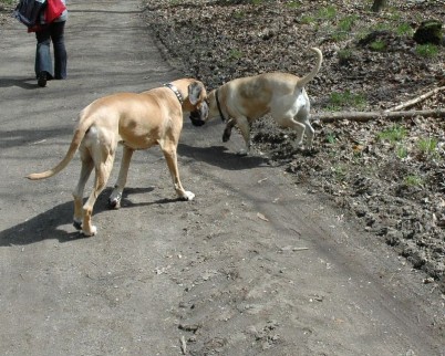 Luna, die wohl �lteste Dogge Deutschlands in Spich 05