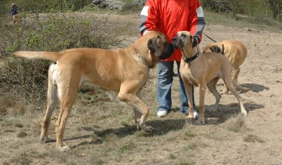 Luna, die wohl �lteste Dogge Deutschlands in Spich 09