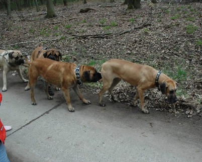 Luna, die wohl �lteste Dogge Deutschlands in Spich 13