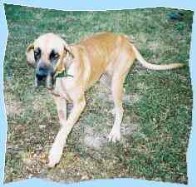 Luna - die wohl �lteste Dogge Deutschlands - 2003 ein jammervolles Bild