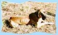 Luna - die wohl �lteste Dogge Deutschlands - als Gerippe