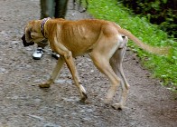 Luna - die wohl �lteste Dogge Deutschlands - 2003 oh je