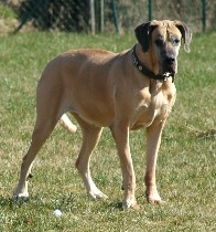 Luna - die wohl �lteste Dogge Deutschlands - 2009 voller Stolz