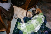 Luna - die wohl �lteste Dogge Deutschlands - 2003 der 2. Tag bei uns