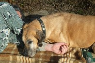 Luna - die wohl �lteste Dogge Deutschlands - 2009 Freunde