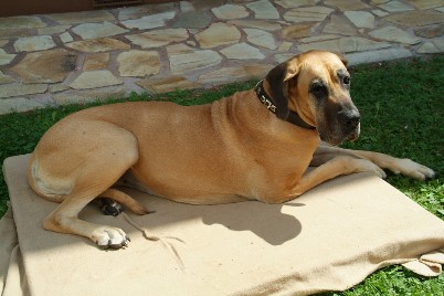 Luna - die wohl �lteste Dogge Deutschlands - 2006 in Feffernitz in �sterreich