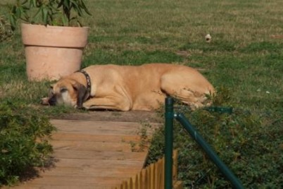 Dogge Luna liegt auf der Wiese