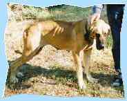 Luna - die wohl �lteste Dogge Deutschlands - 2003 total verhungert